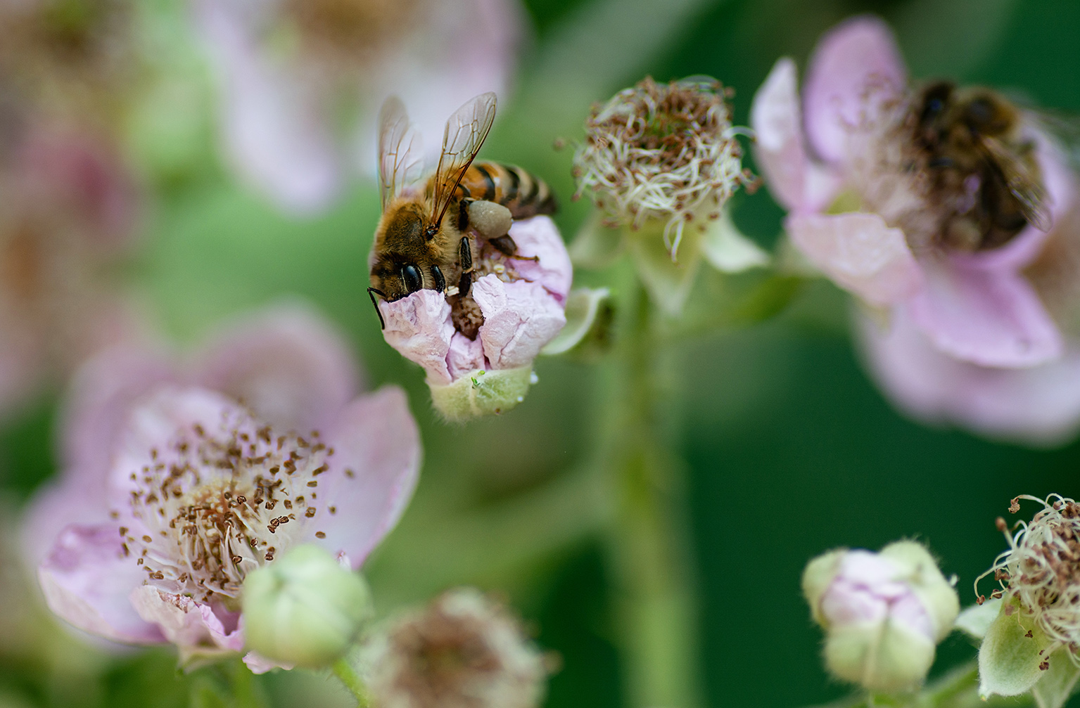 Biene an Brombeerblüte