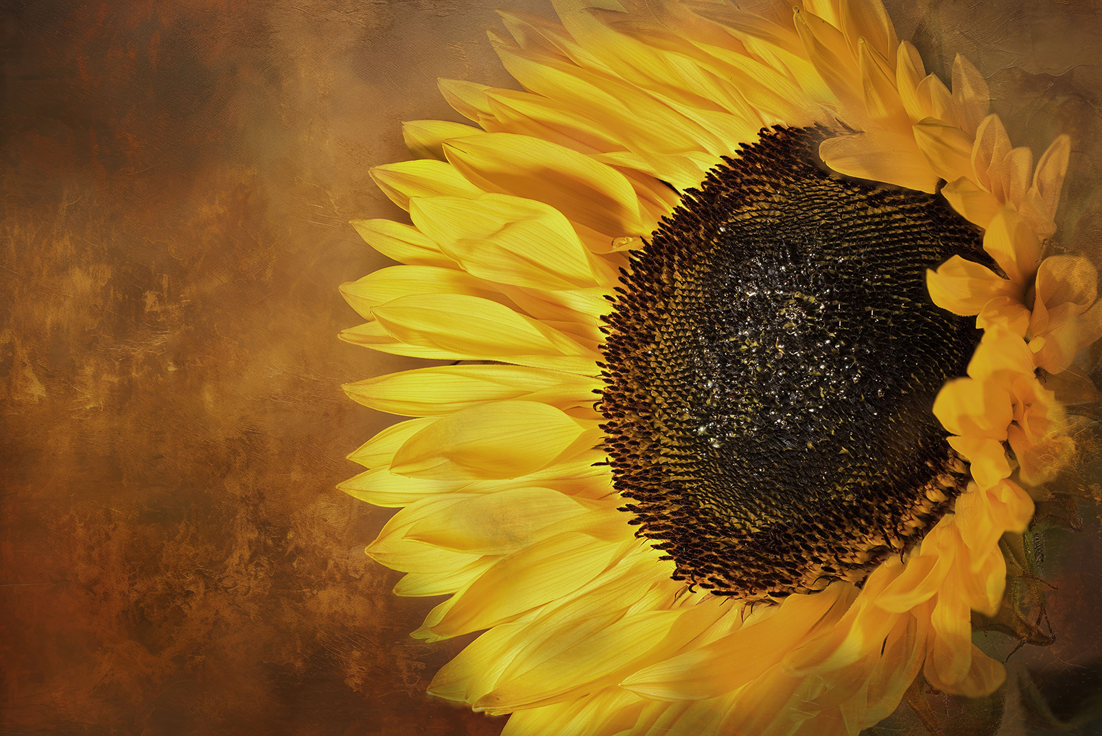 Sonnenblume