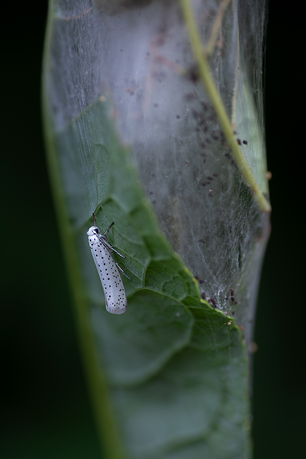 Traubenkirsche-Gespinstmotte