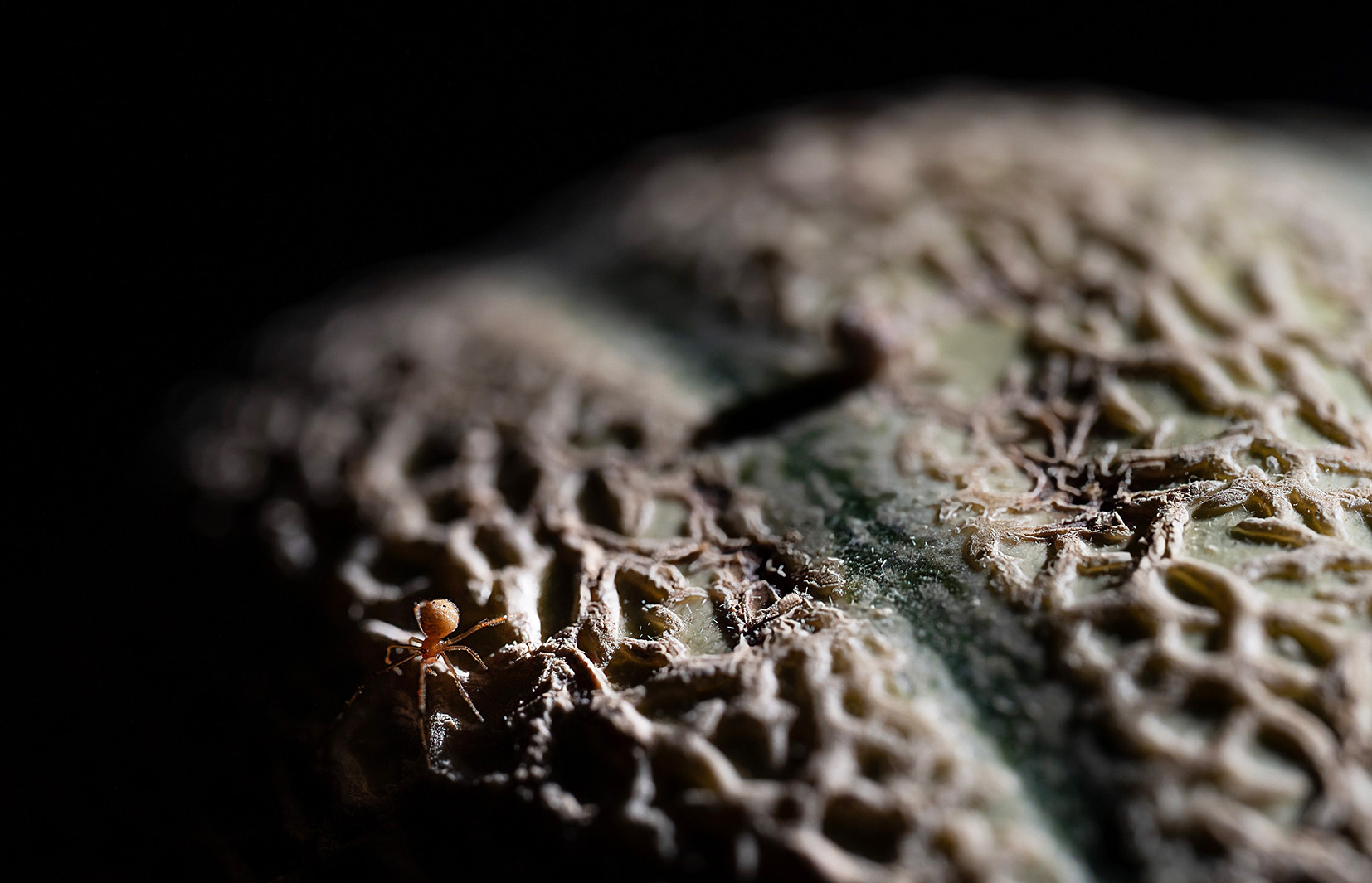 Winzige Spinne auf Melone