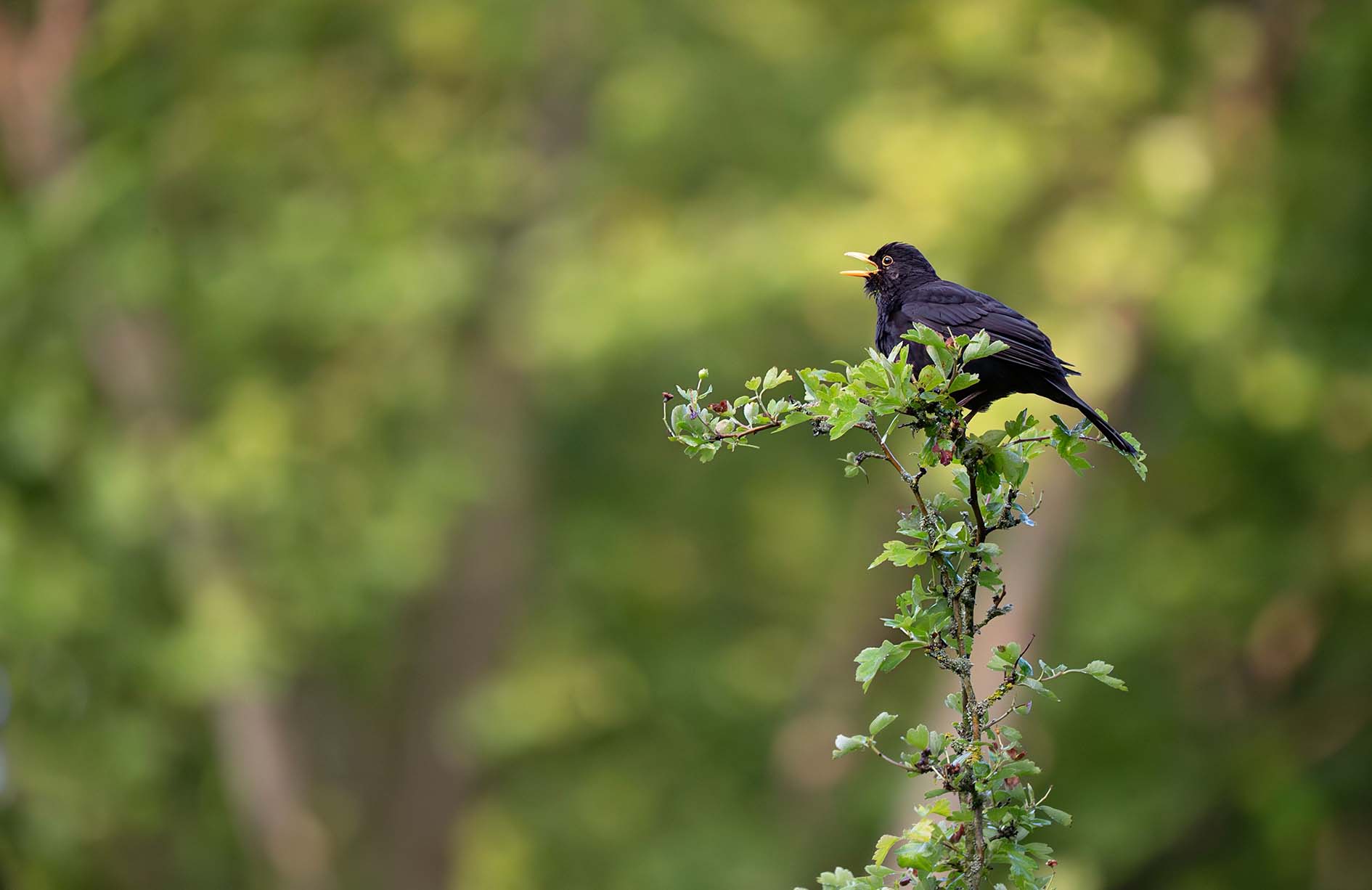 Eine Amsel sitzt auf einem Weißdornbusch und singt