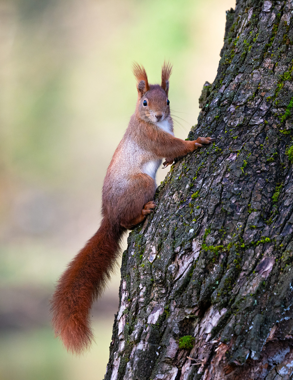 Ein Eichhörnchen sitzt auf einem Baum und schaut den Betrachter an