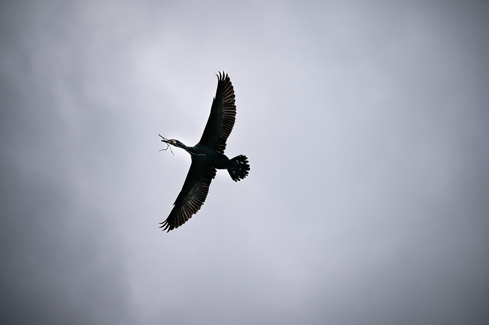 Ein Kormoran im Flug hält Äste im Schnabel