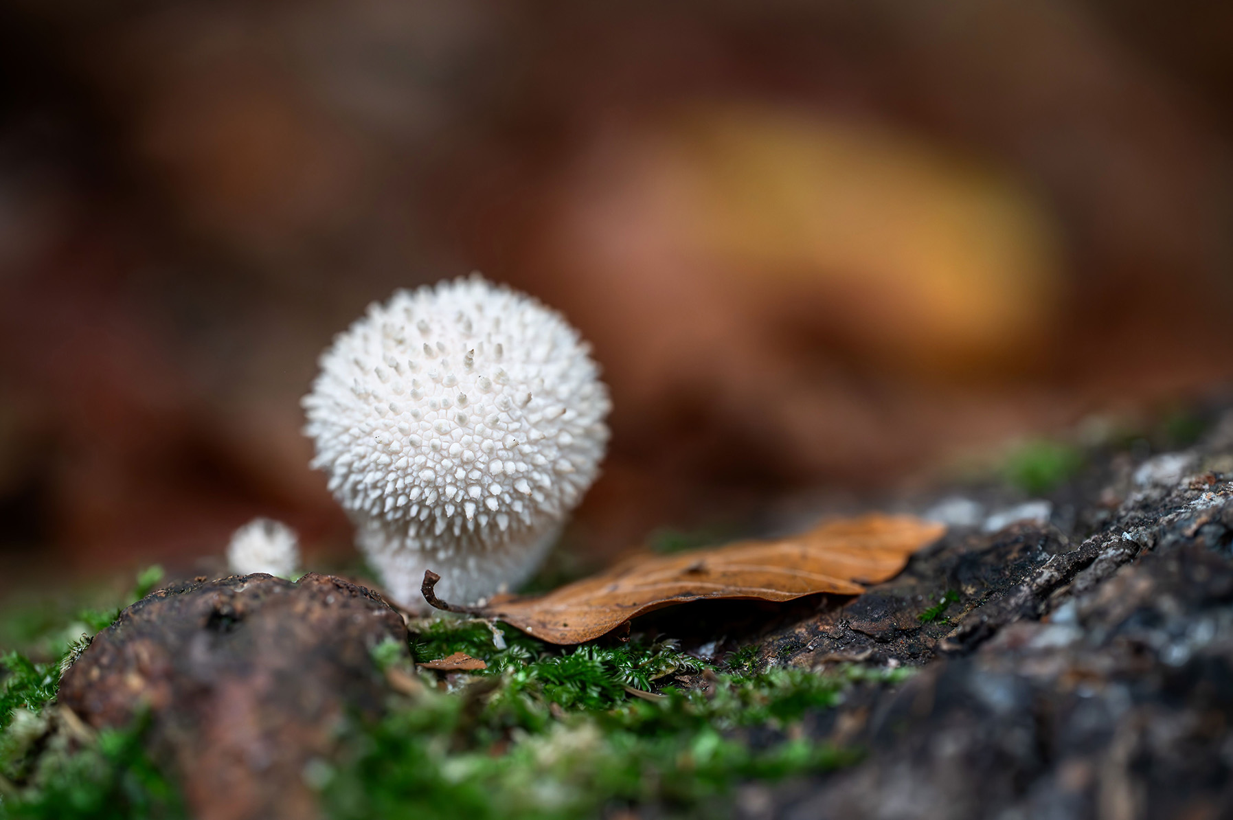 Flaschen-Stäubling im Wald in Makro-Aufnahme