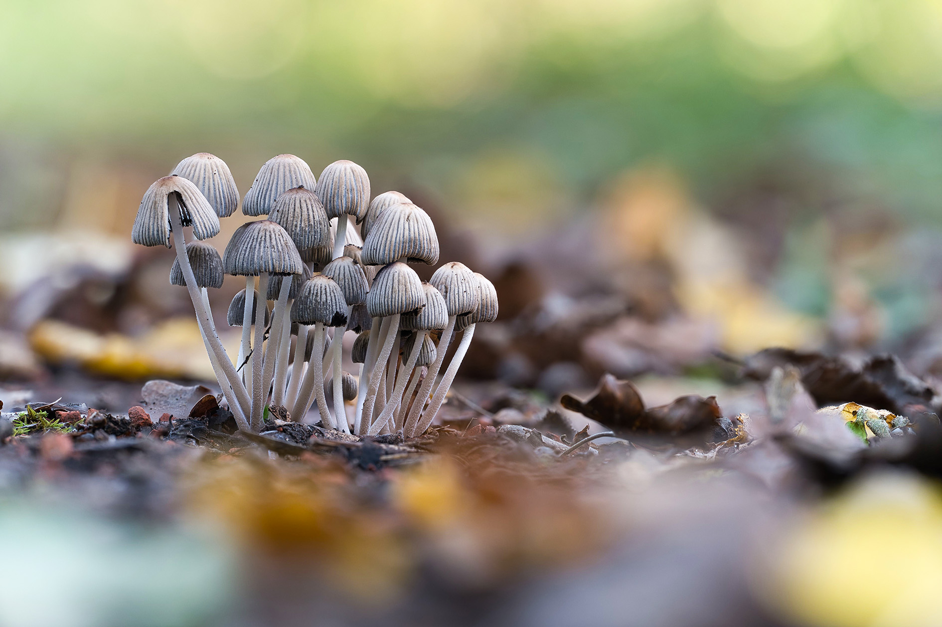 Eine Gruppe Helmlinge, eine Pilzart, im Herbstwald