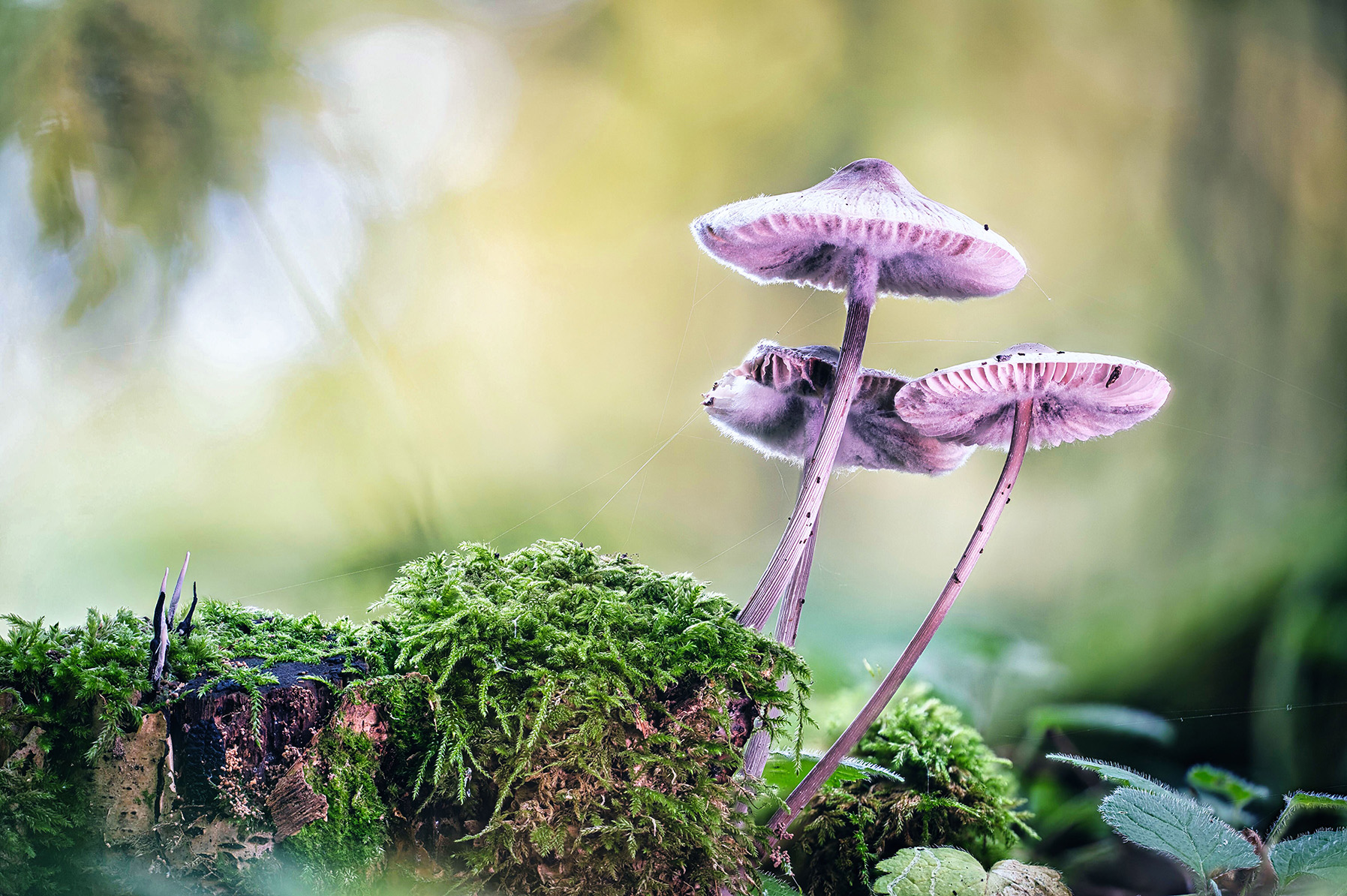 Helmlinge im Wald von Schimmelpilz befallen in Makro-Aufnahme