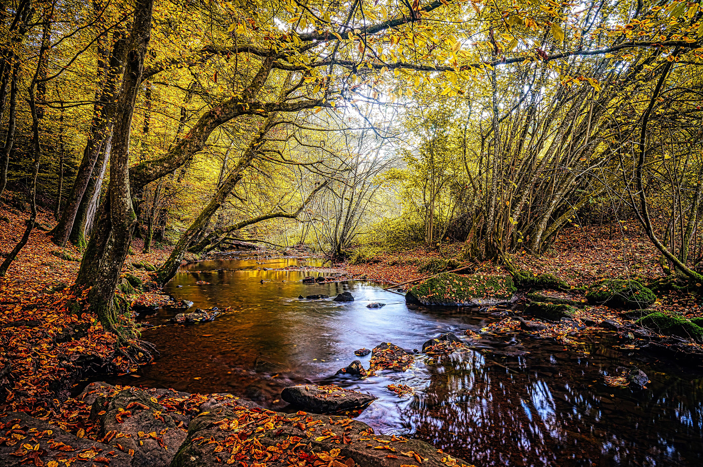 Ein kleiner Bach in einem herbstlichen Wald am Morgen