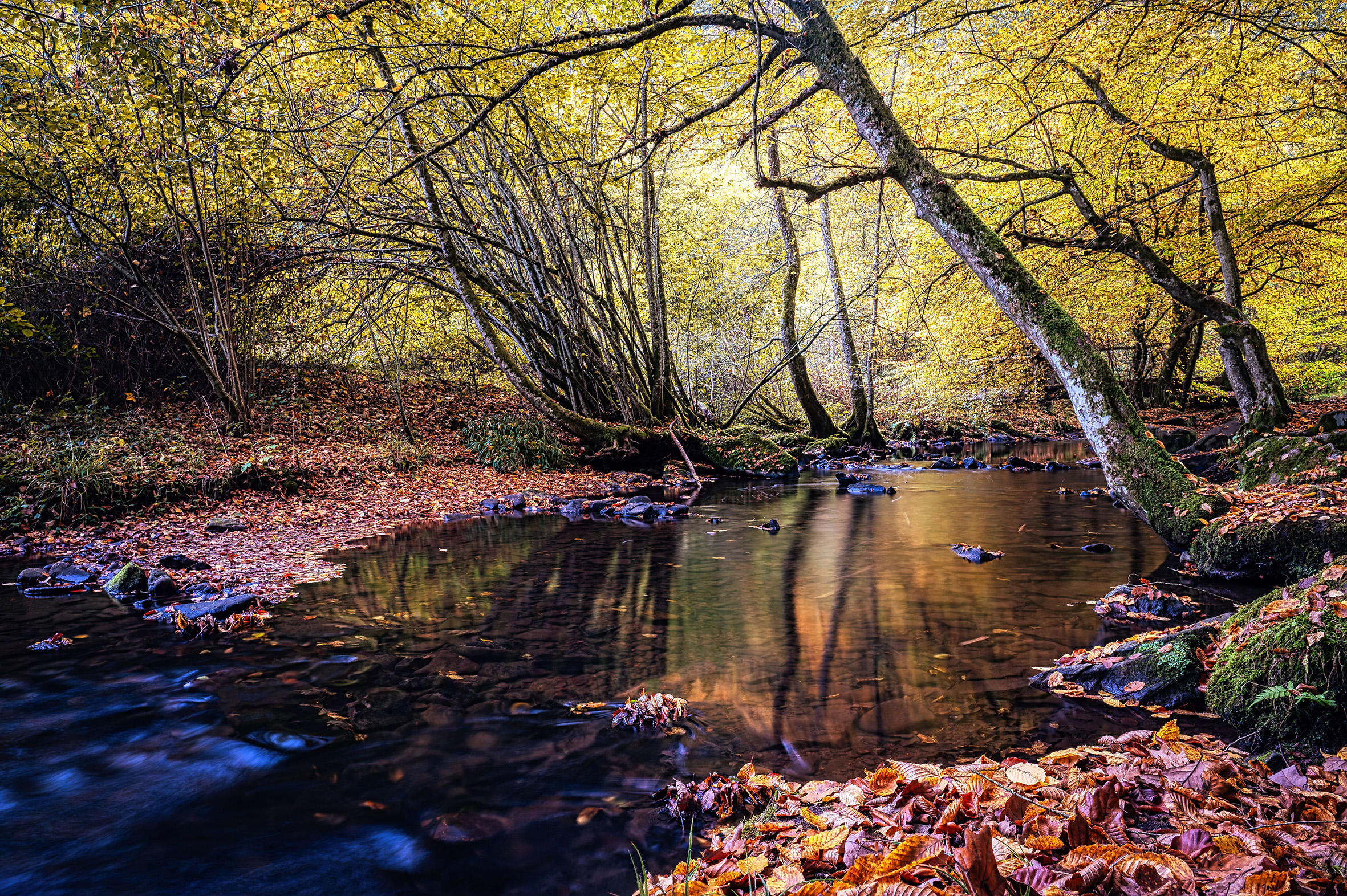 Ein kleiner Bach in einem herbstlichen Wald am Morgen