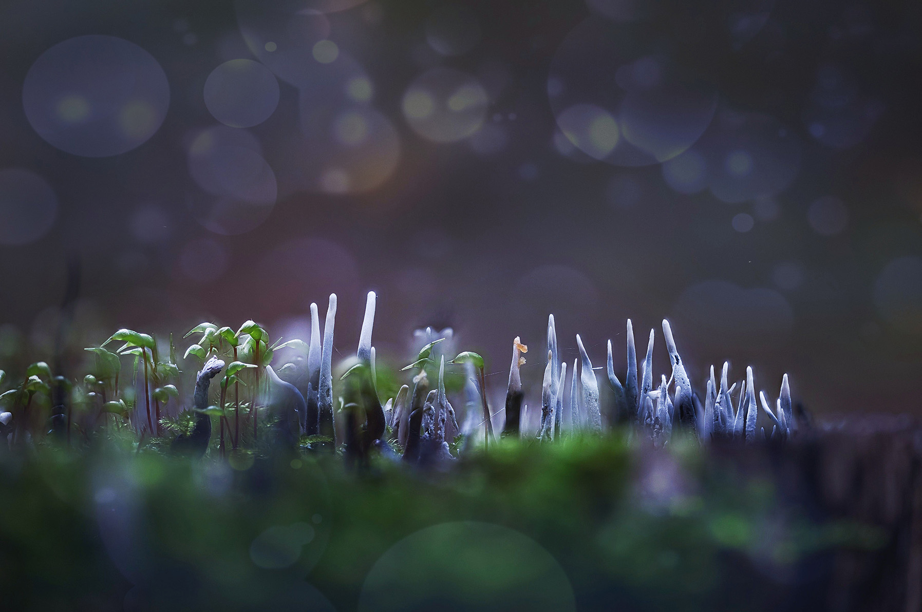 Holzkeulen (Xylaria) in Makroaufnahme im Wald