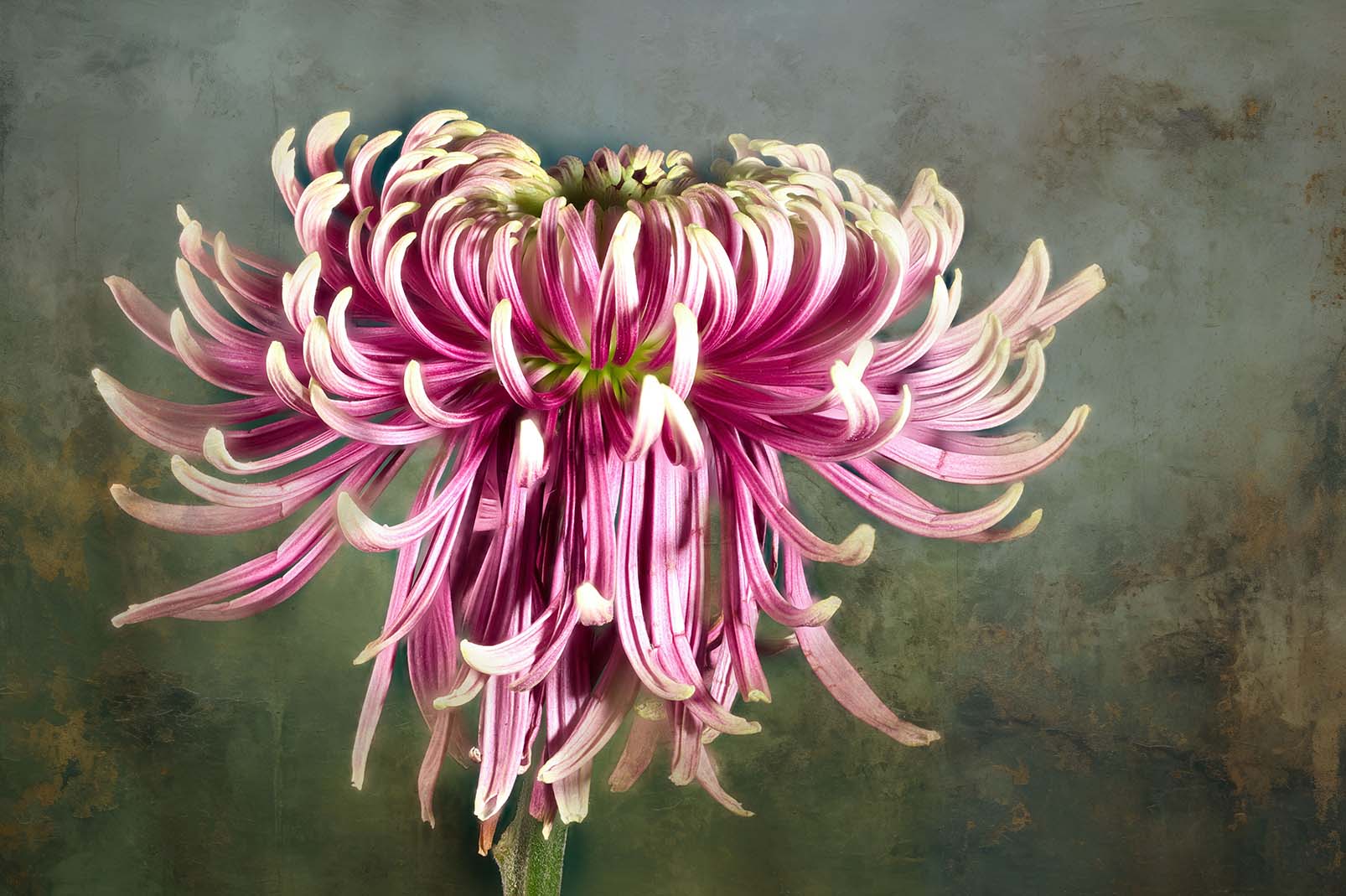 rosafarbene Chrysantheme