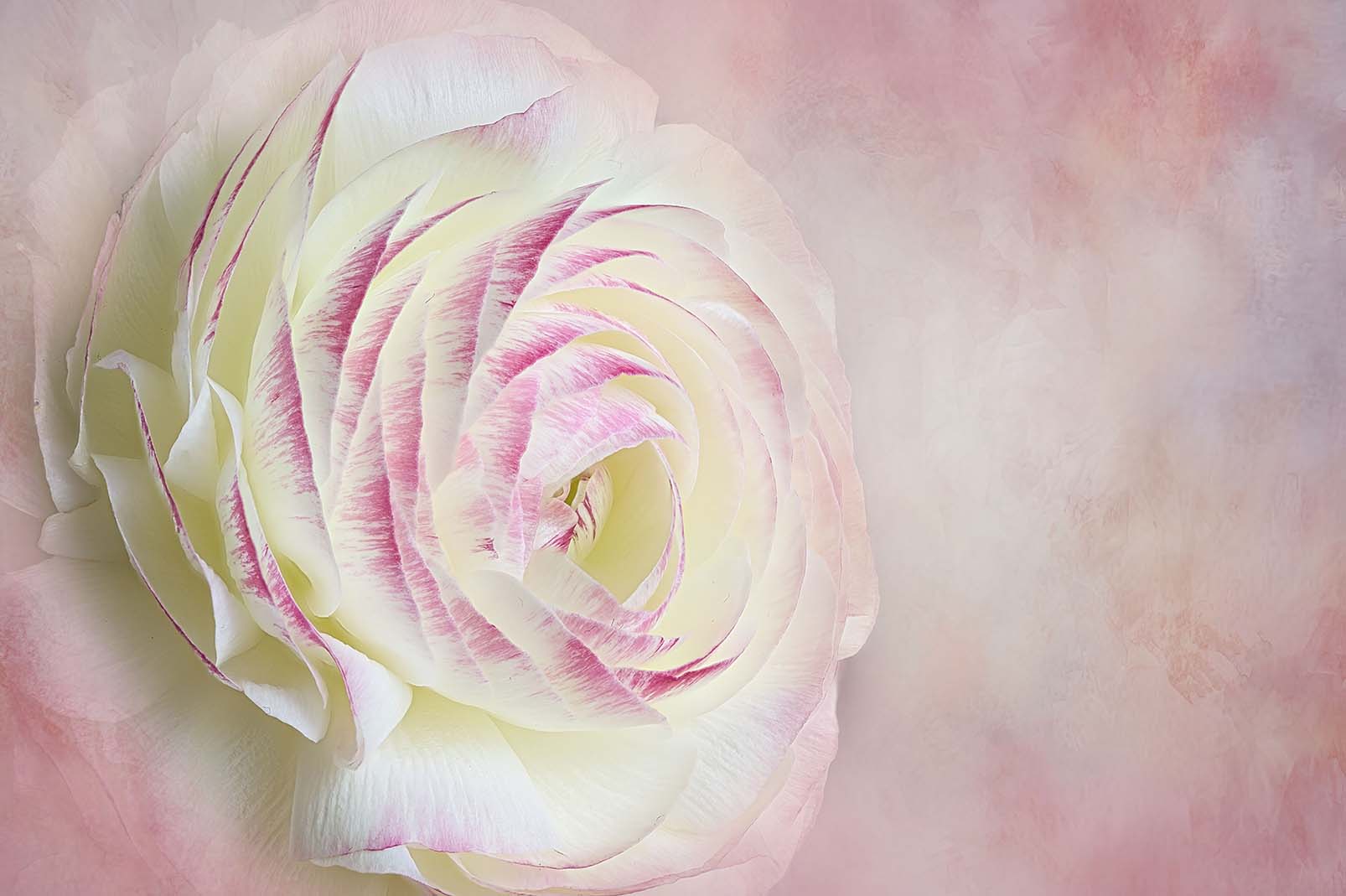 Ranunkel in rosa und weiß