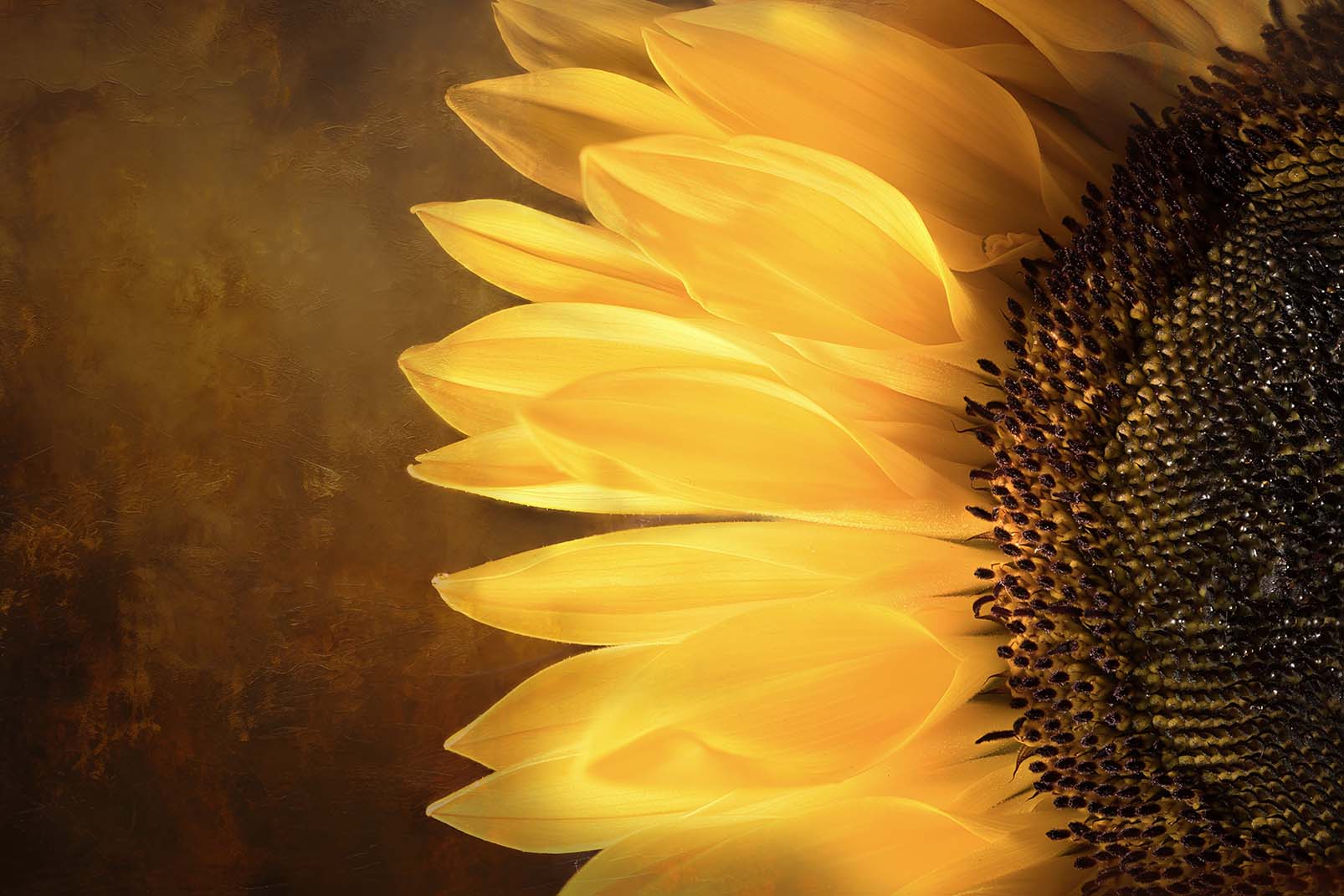 Sonnenblume in Großaufnahme