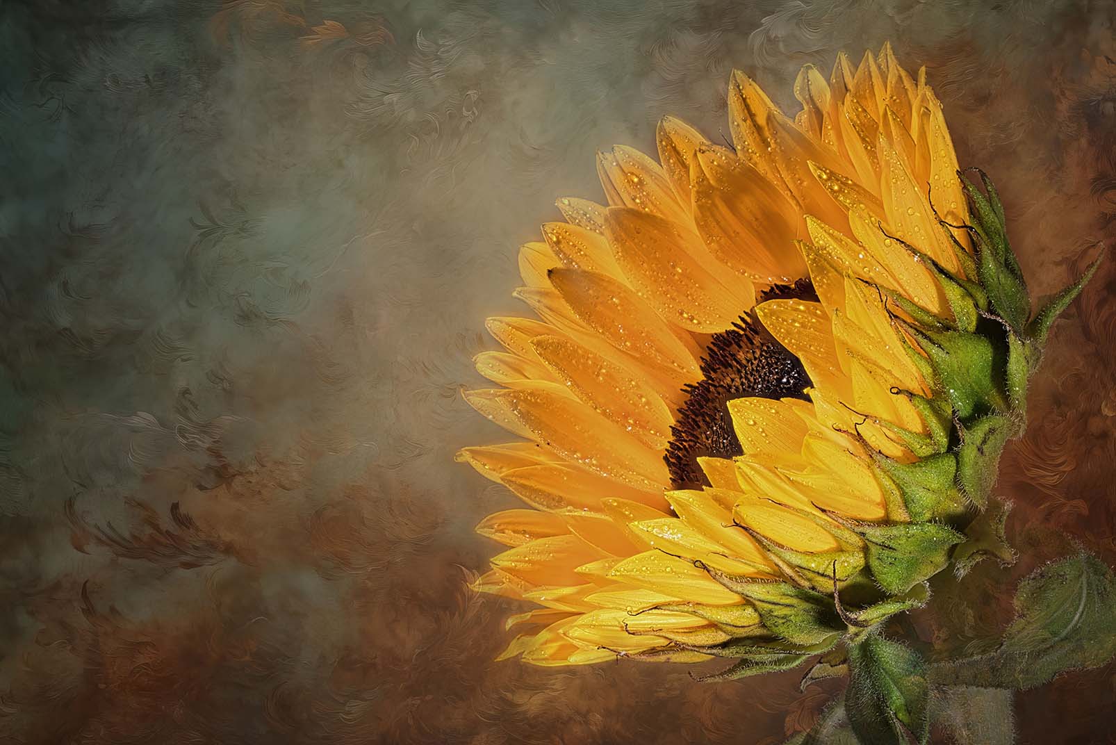 Sonnenblume mit Wassertropfen und gemaltem Hintergrund