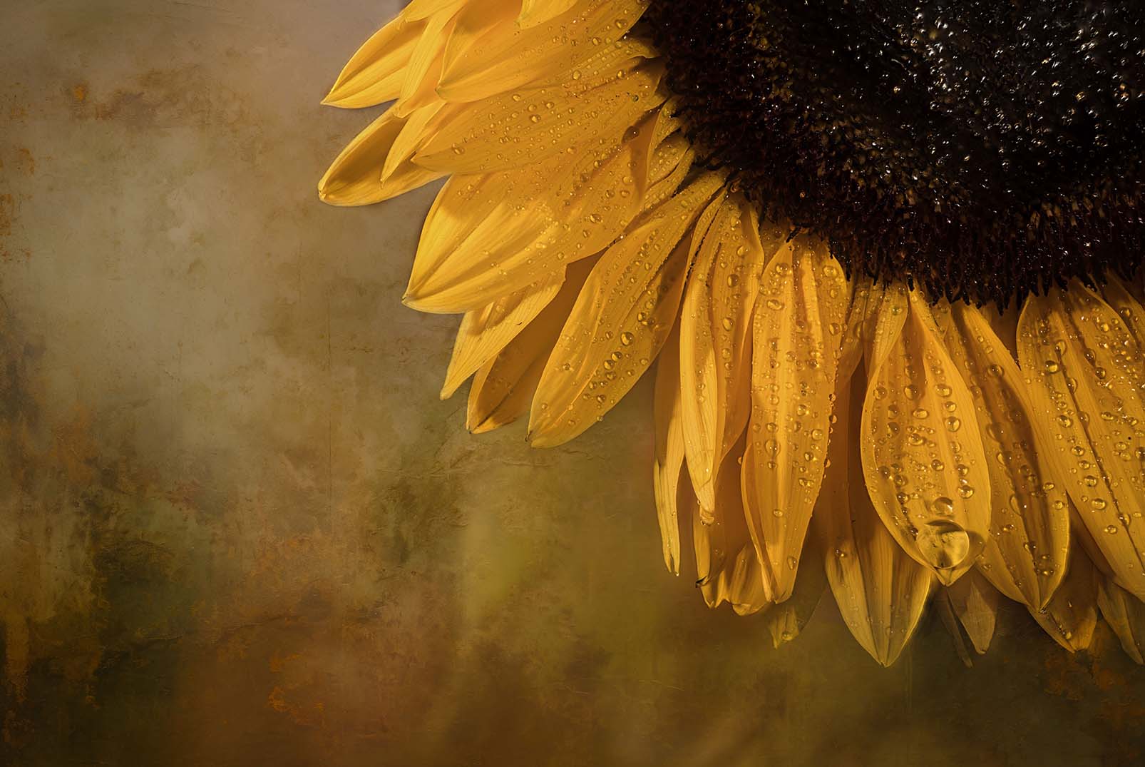 Sonnenblume mit Wassertropfen in Großaufnahme