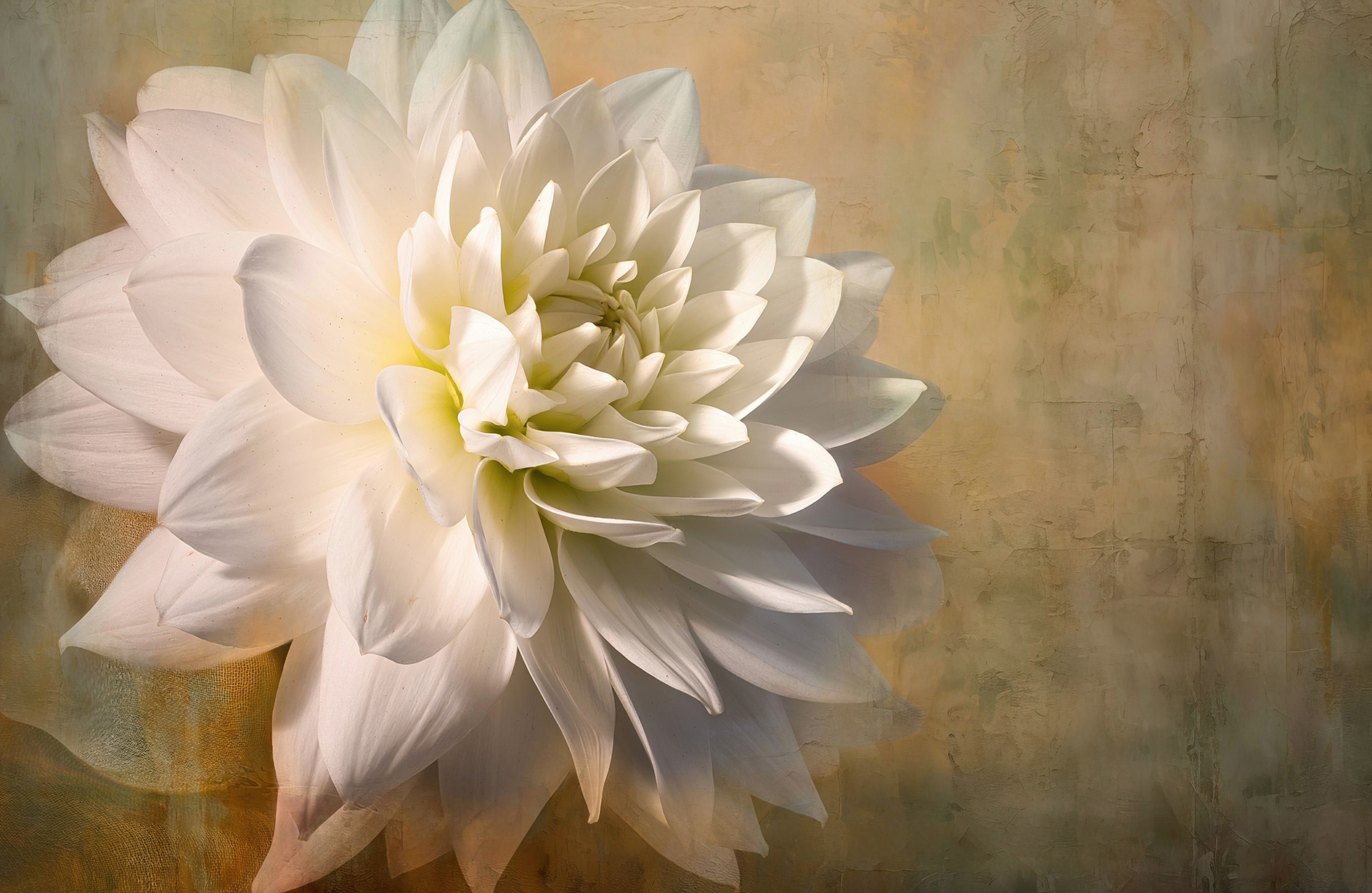 Weiße Dahlie in Focus-Stacking-Methode