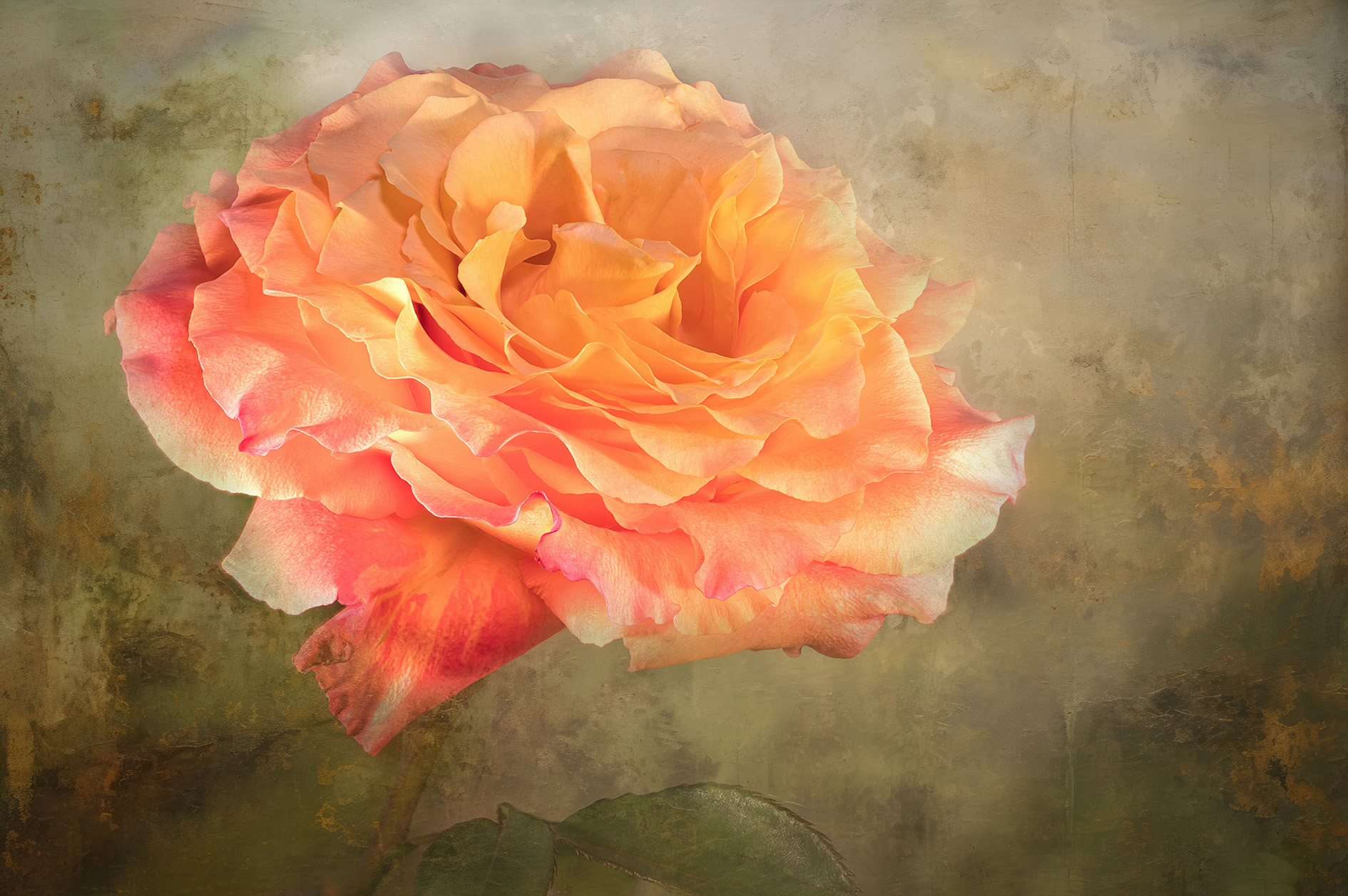 Orangegelbe Rose mit weit geöffneter Blüte