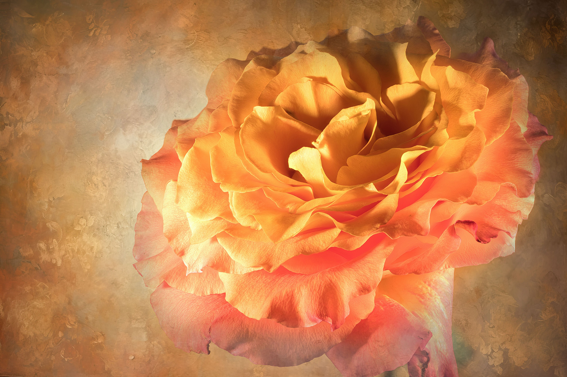 Orangerote Rose mit weitgeöffneter Blüte