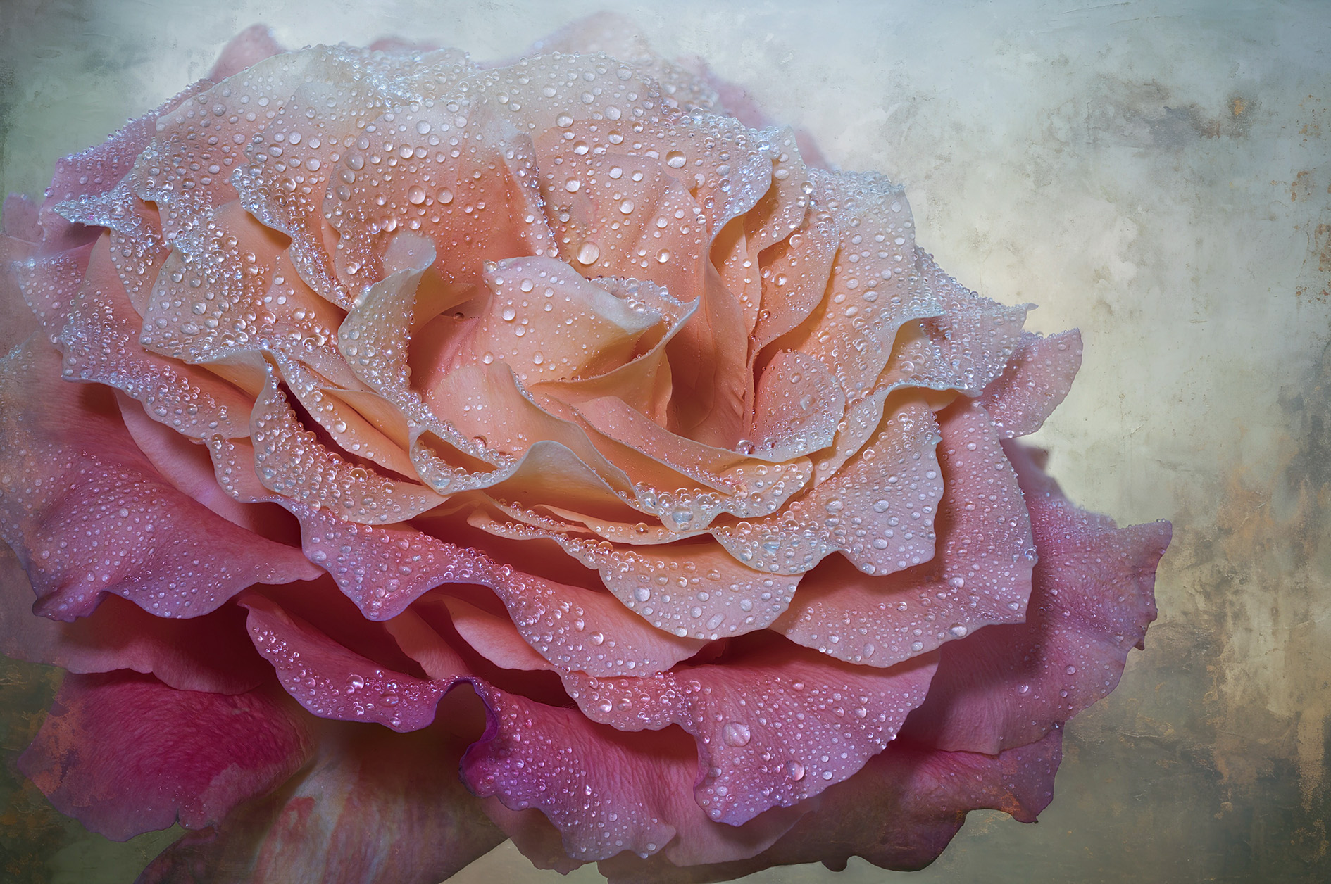 Pfirsichfarbene Rose mit weitgeöffneter Blüte und mit Wassertropfen