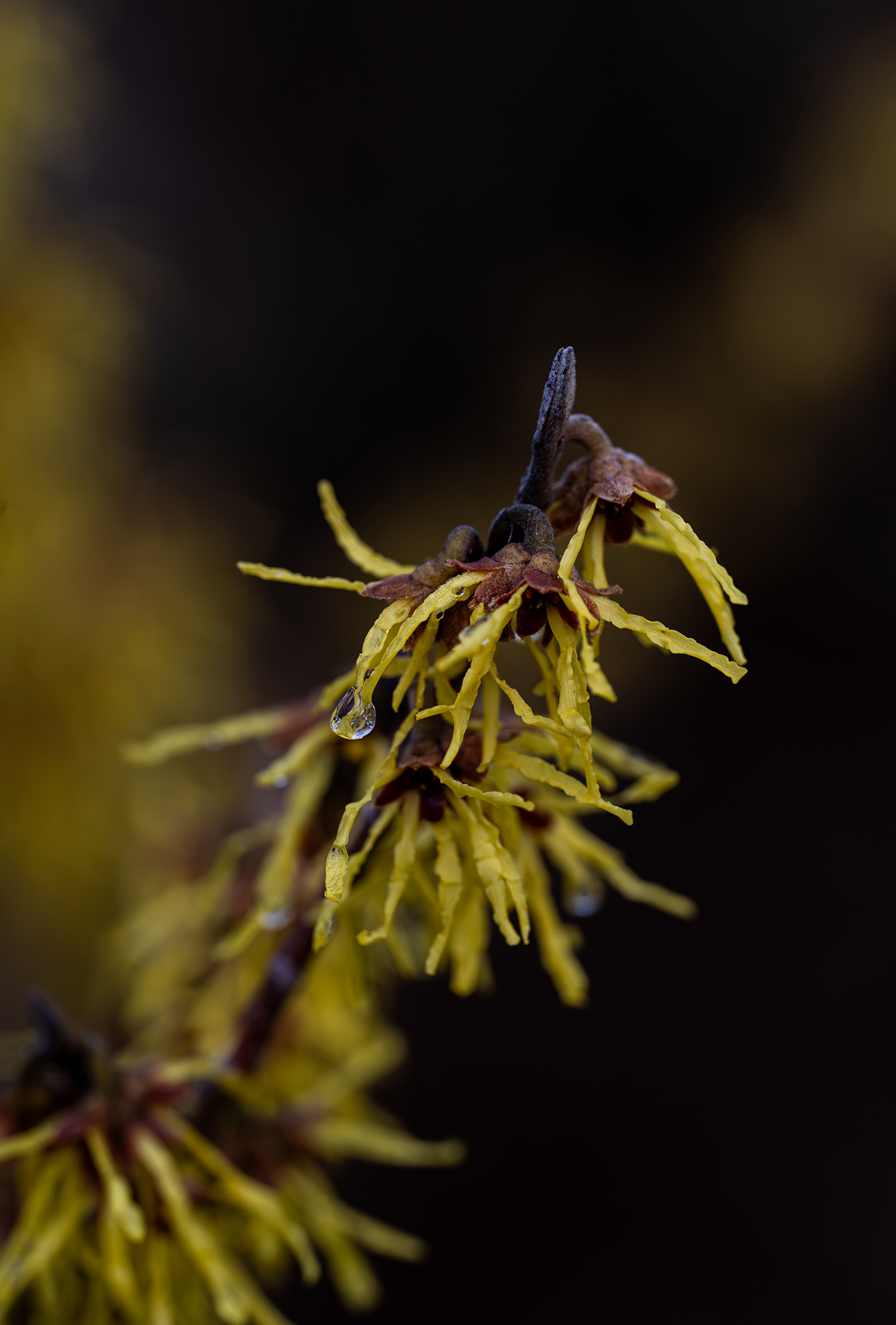 Zaubernuss, Hamamelis, Strauch mit gelben Blüten im Stadtpark
